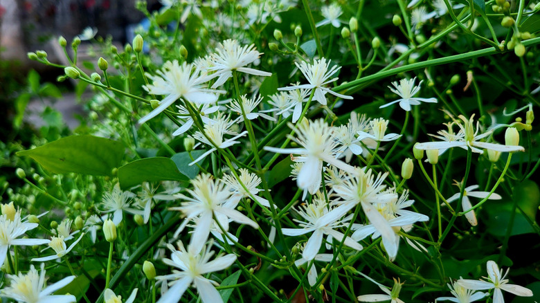 Japon clematis tam çiçek açmış güzel beyaz çiçekleri gösteriyor