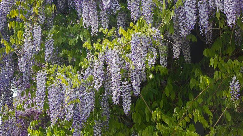 Büyük bir çiçekli wisteria asma