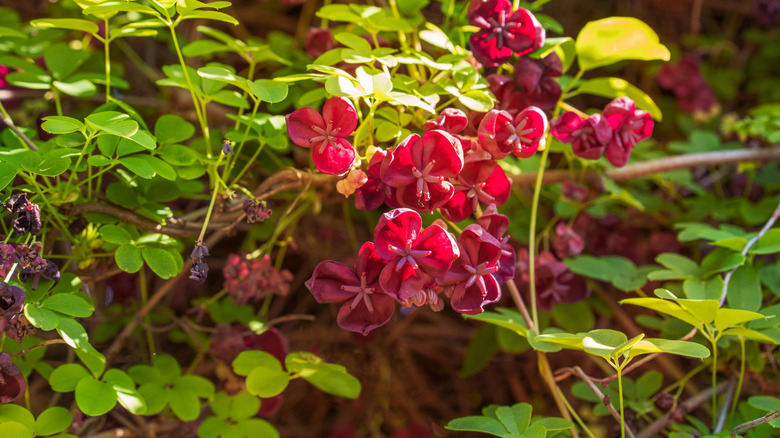 Güzel kırmızı çiçekleri ile çikolatalı asma
