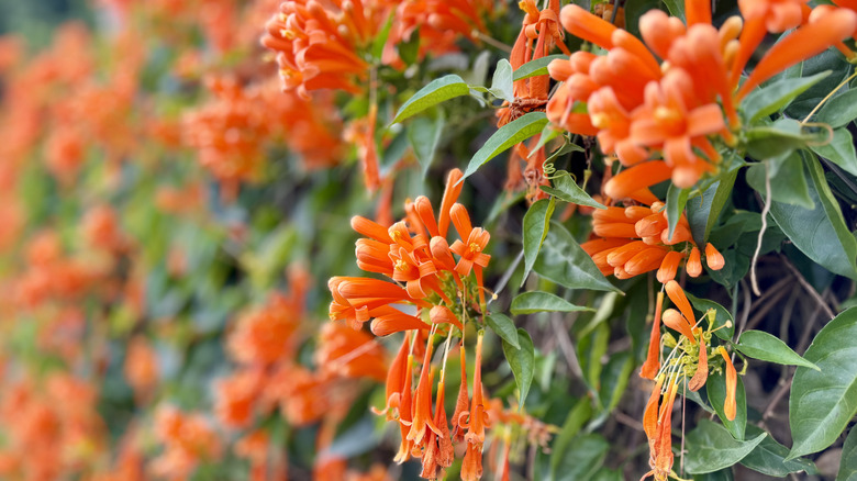 Bir alev asma üzerindeki parlak turuncu çiçeklerin bir closeup
