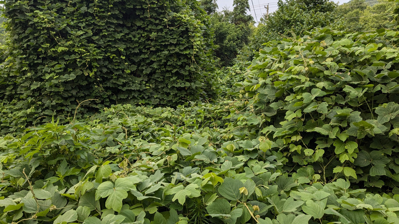 Ağaçların ve çalıların üzerinde büyüyen istilacı bir kudzu asma