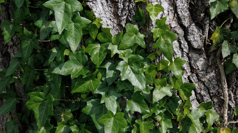 İngilizce sarmaşık bir ağaç gövdesi büyüyor