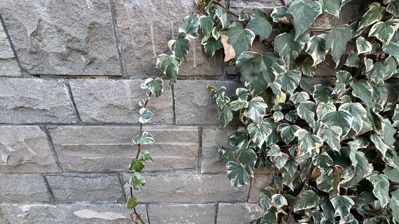 Canary Ivy, duvarlara yapışabilme yeteneğini gösteriyor