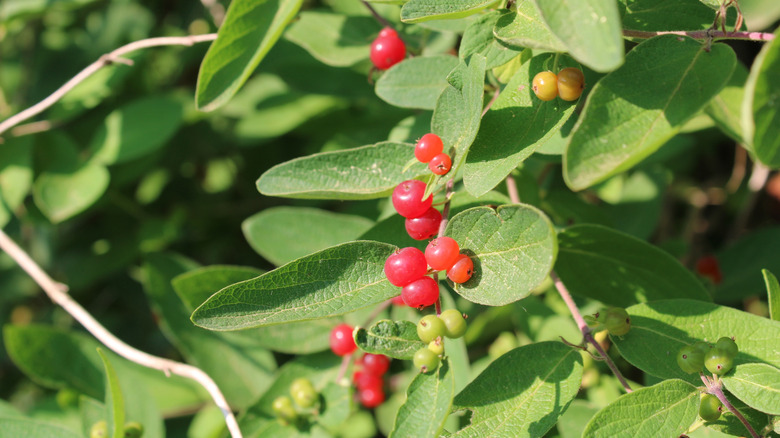 Parlak renkli kırmızı ve sarı meyveleri gösteren oryantal acı tatlı asma