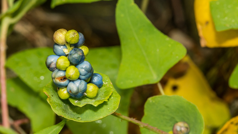 Parlak renkli meyveleri gösteren Mil-A Minute Vine'ın closeup