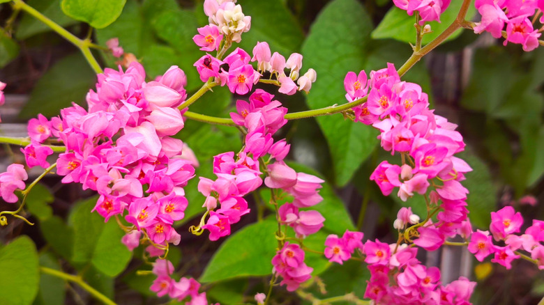 Bir mercan asma üzerindeki güzel pembe çiçeklerin closeup