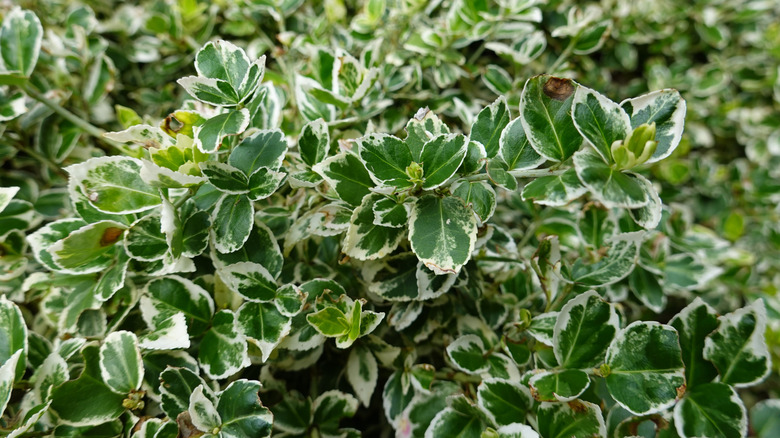 Wintercreeper'ın alacalı yaprakları gösteren closeup