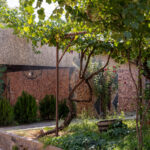 Bahçenizde büyümekten kaçınmak için 12 vining bitkiler (ve denemek için daha iyi alternatifler)