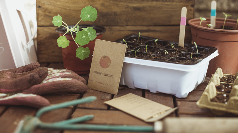 Bir masada tohum paketleri ve çeşitli bahçe aletleri.