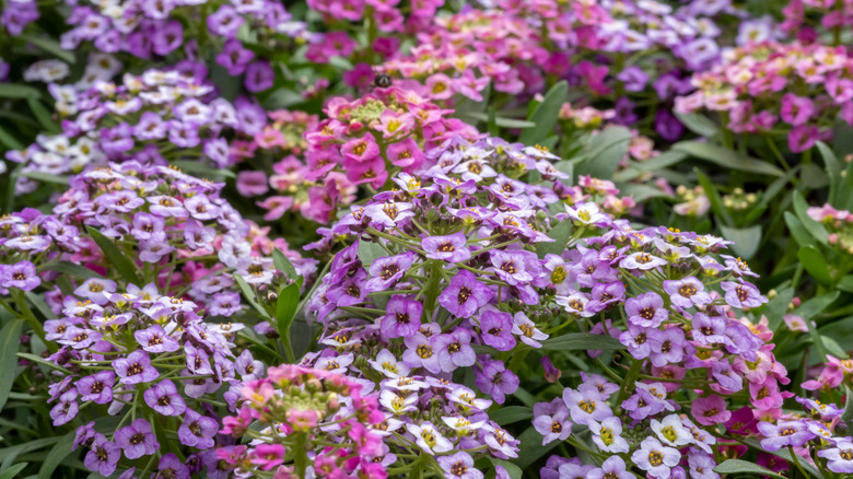 Pembe ve lavanta tatlı alyssum çiçekler.