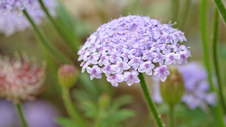 Bir bahçede soluk mavi dantel çiçekler.