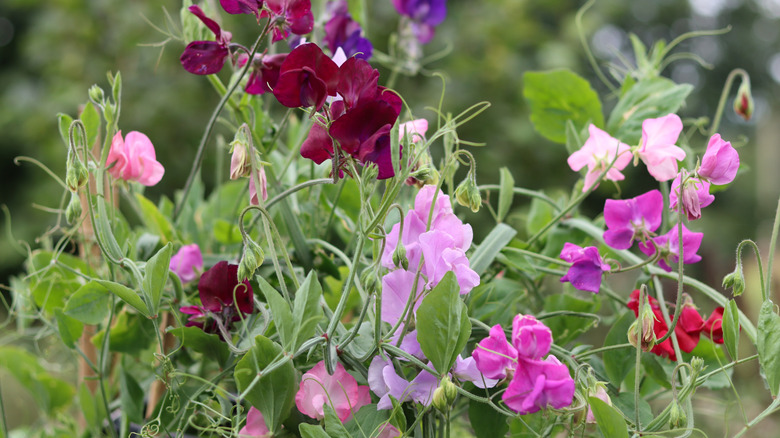 Bahçede renkli tatlı bezelye.