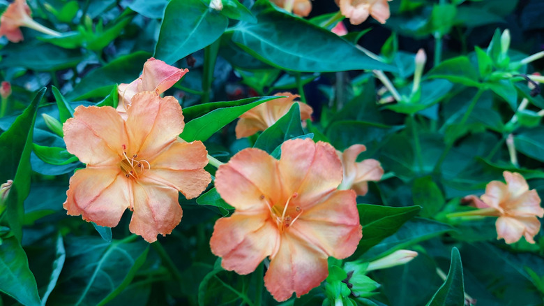 Bahçede saat dört.