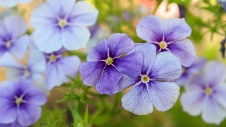 Yıllık phlox ışık ve koyu mor tonlarında.