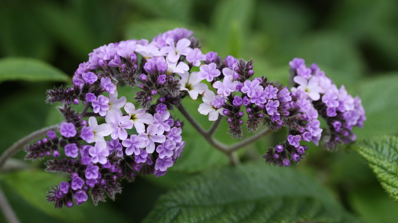 Mor Heliotrop Çiçekleri.