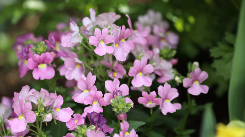 Pembe ve leylak Nemesia çiçekleri.