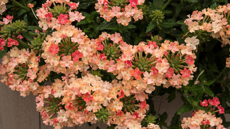 'Venturi Peach' Verbena Çiçekleri.