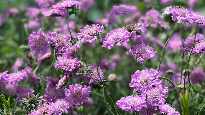 Bahçede 'Pembe Mist' Pincushion Çiçeği.