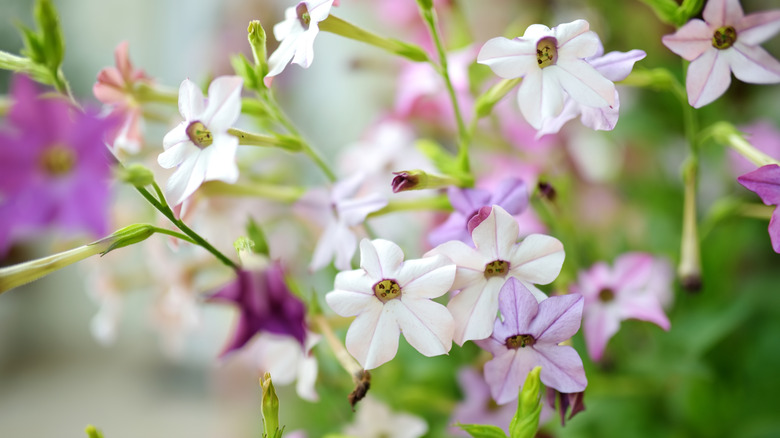 Pembe ve beyaz tütün çiçekleri.