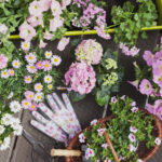 14 Kokulu Pastel Yıllık Konteynerlerinize bu bahar romantizm dokunuşu vermek için