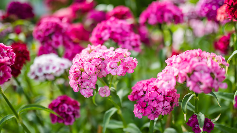 Tatlı William Çiçekler çeşitli renklerde.