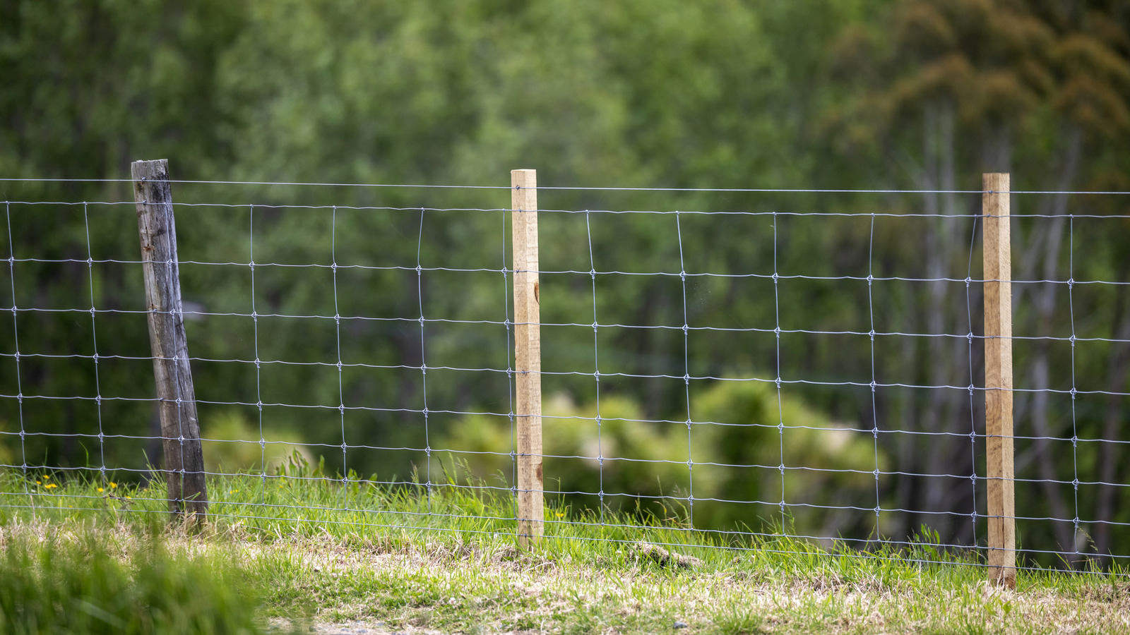 Bir kullanışlı Dewalt Aracı, alıcılara göre eskrim projeleri için bir oyun değiştiricidir.