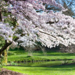 Güzel bir çiçek açan ekran için kiraz çiçeği ağaçlarının altına dikilecek yay çiçeği