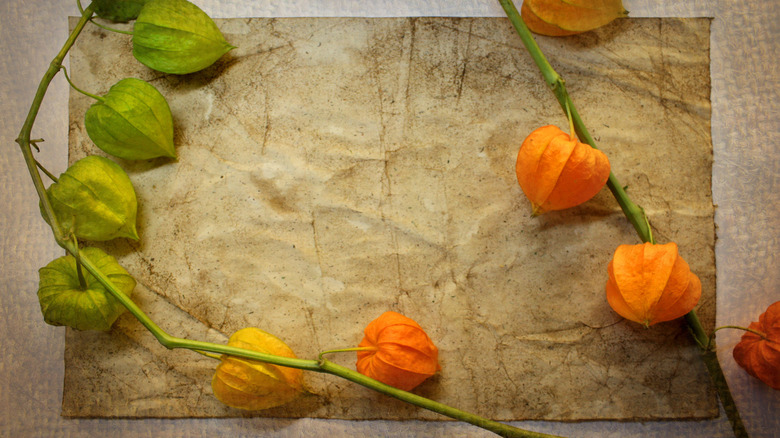 Yeşil ve turuncu Physalis bölmeleri dekoratif, rustik bir kağıt parçasına oturur.