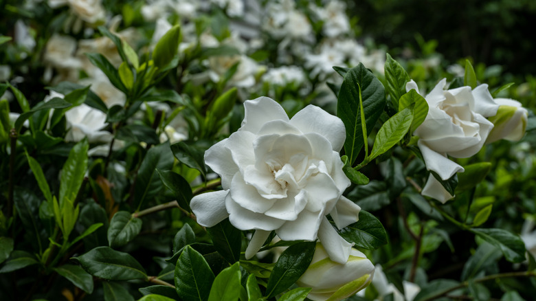 Beyaz çiçeklerle bir gardenya çalı