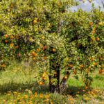 Bahçenizdeki meyve ağaçlarının yakınında ektiğiniz için pişman olacağınız güzel çiçek