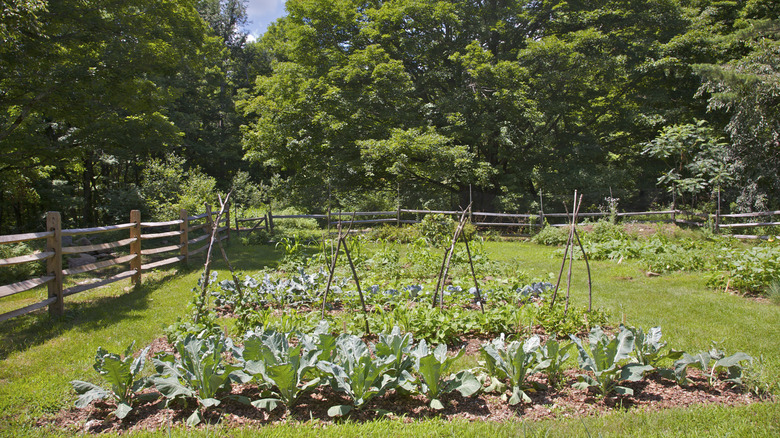 Düşük bölünmüş raylı çitli büyük bir sebze bahçesi