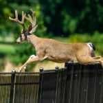 Kısa bir bahçe çitini geyiği dışarıda tutan birine nasıl dönüştürür
