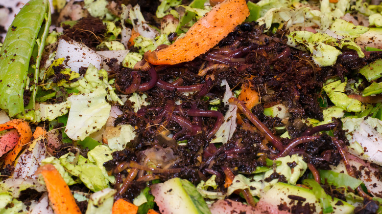 Kırmızı solucanlar sebze yemek hurdaları yiyor