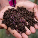 Bahçe Yataklarınız İçin Kendi Yerde Vermicompost Bininizi Nasıl Başlatabilirsiniz?