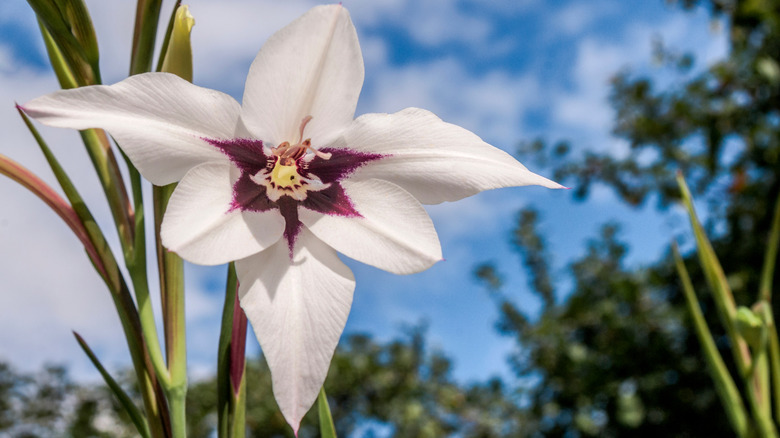 Bloom'da Asciantthera Murielae