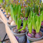 Hangi Costco Çiçek Çok yıllıklar bir hit (ve geçebileceğiniz)