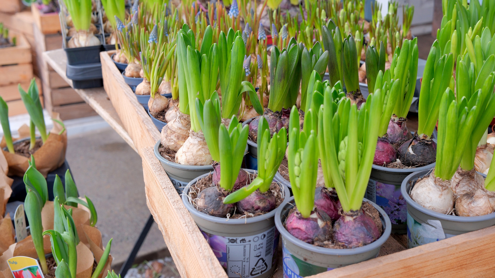 Hangi Costco Çiçek Çok yıllıklar bir hit (ve geçebileceğiniz)