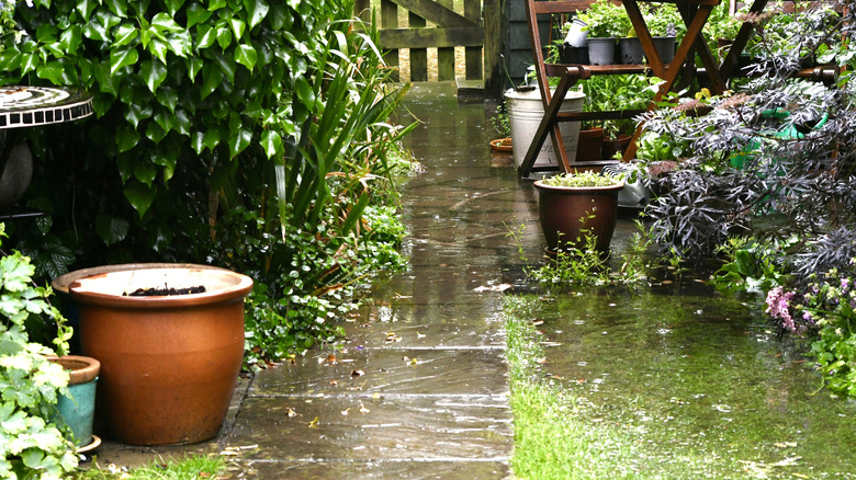 Yağmur suyu ile küçük bir yerli bahçe