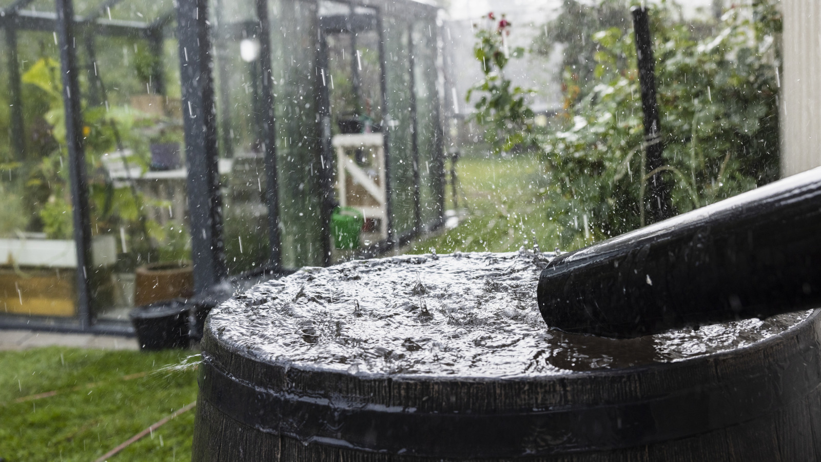 Bir yağmur varil vs. Havza: Fark nedir ve bahçeniz için doğru olan