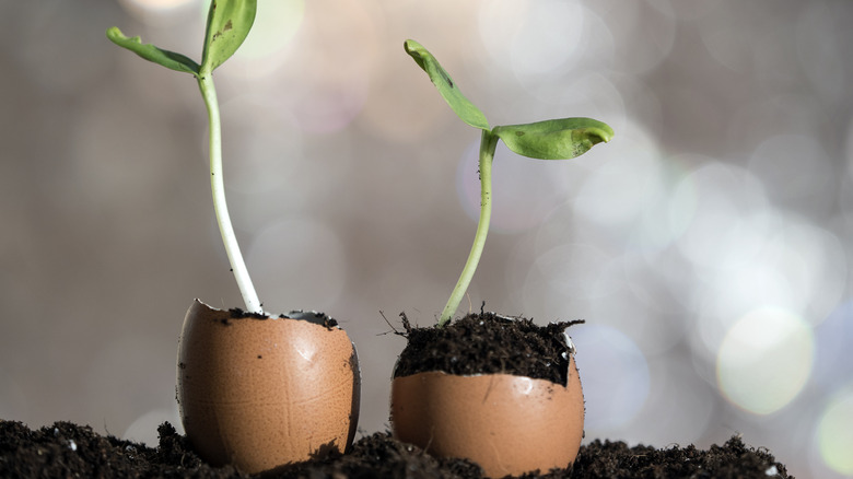 Yumurta kabuklarında büyüyen bitkiler