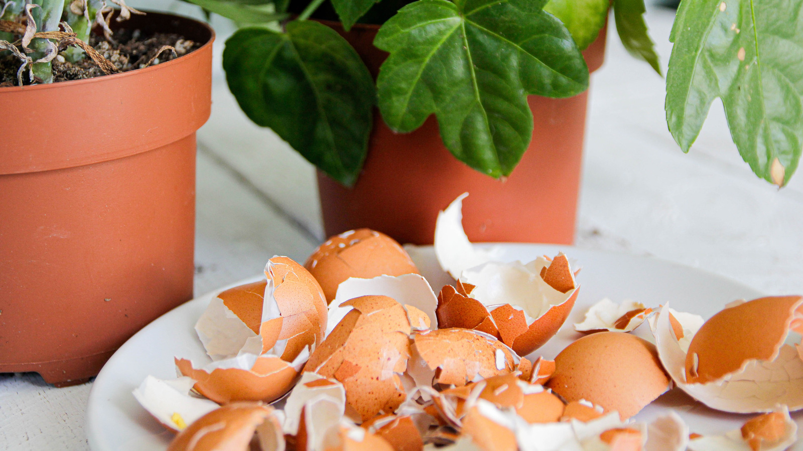 En şirin bahar saat vazolarını yapmak için yumurta kabuklarını yeniden kullanın