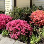 Çarpıcı Blooms için AZALEAS ekmek için yılın en iyi zamanı