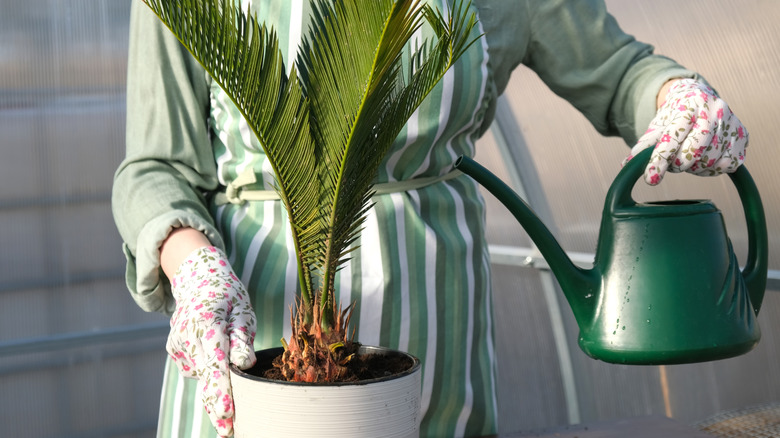 Çiçek Eldivenleri giyen bir bahçıvan sular sulama ile bir avuç içi bitki