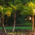 Palmiye ağaçlarını sulamak için en iyi yöntem