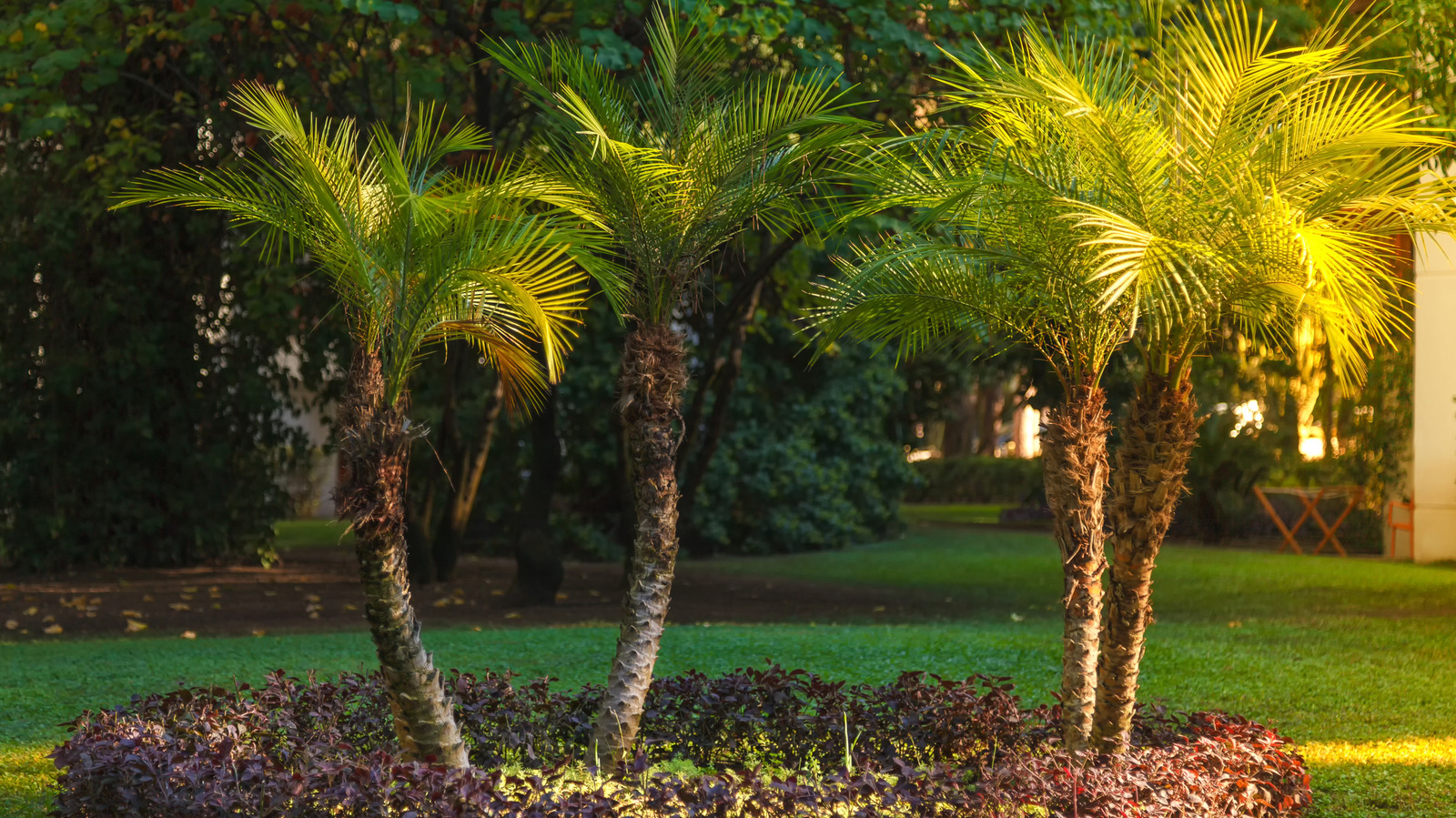 Palmiye ağaçlarını sulamak için en iyi yöntem