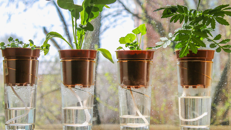 Farklı su seviyelerine sahip DIY kendi kendine sulama kurulumunda dört bitki