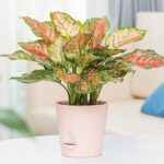 Kendi sulama ekicilerinizden kaçınılması gereken hatalar