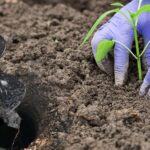 Bir bitki burgu nedir ve bir sonraki bahçe projenizi nasıl kolaylaştıracak