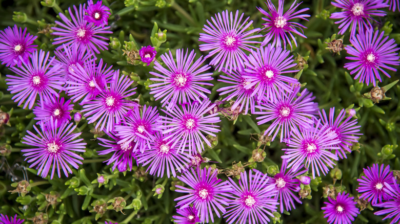 Bir buz fabrikasında pembe çiçeklerin bir yakınında.