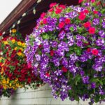 Isıyı alabilen ve verandanıza güzellik ekleyebilen düşük bakım gerektiren sepet çiçeği